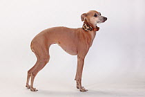 Italian greyhound, bitch, profile
