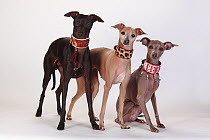 Three Italian greyhounds in a row, one sitting, two standing