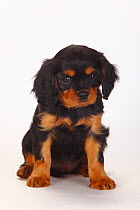 Cavalier King Charles Spaniel, puppy sitting, black-and-tan, 8 weeks