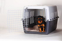 Cavalier King Charles Spaniel, puppy sitting in travel basket / crate, black-and-tan, 8 weeks