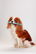 Blenheim Cavalier King Charles Spaniel, sitting with dog's toothbrush in mouth
