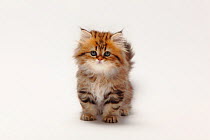 British Longhair Cat / Highlander, Lowlander, Britanica, kitten, 8 weeks, black-golden-classic