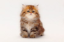 British Longhair Cat / Highlander, Lowlander, Britanica, kitten sitting, 8 weeks, black-golden-classic