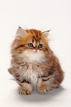 British Longhair Cat / Highlander, Lowlander, Britanica, kitten sitting, 8 weeks, black-golden-classic