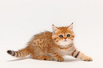 British Shorthair Cat, kitten, black-golden-shaded, 8 weeks