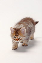 British Shorthair Cat, kitten walking, black-golden-spotted, 10 weeks