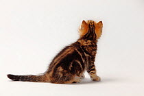 Rear view of British Shorthair Cat, kitten sitting, black-golden-classic, 10 weeks