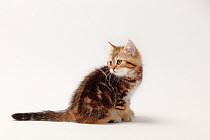 British Shorthair Cat, kitten sitting looking back over shoulder, black-golden-classic, 10 weeks