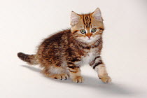 British Shorthair Cat, kitten walking, black-golden-classic, 10 weeks