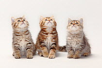 Three British Longhair Cats and British Shorthair Cats / Highlander, Lowlander, Britanica, kittens looking up, 10 weeks