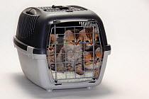 British Longhair Cats / Highlander, Lowlander, Britanica, four kittens in travel basket / cage, 10 weeks