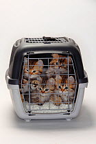 British Longhair Cats / Highlander, Lowlander, Britanica, four kittens in travel cage, 10 weeks