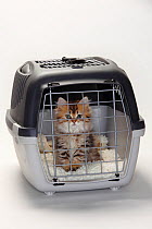 British Longhair Cat / Highlander, Lowlander, Britanica, kitten in travel cage, 10 weeks