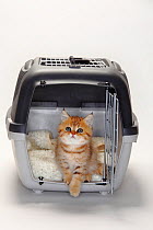British Shorthair Cat, kitten in travel cage, 8 weeks