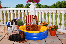 Four Cavalier King Charles Spaniels, tricolour sitting on deckchair, black-and-tan lying on ground, blenheim on chair and ruby in paddling pool