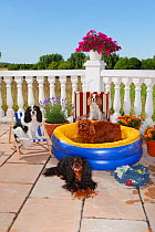 Four Cavalier King Charles Spaniels, tricolour sitting on deckchair, black-and-tan lying on ground, blenheim on chair and ruby in paddling pool