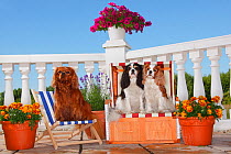 Three Cavalier King Charles Spaniels, tricolour and blenheim sitting on beach chair, ruby on deckchair. Property released.