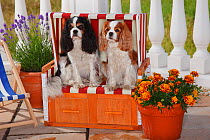 Two Cavalier King Charles Spaniels, sitting on beach chair, tricolour and blenheim
