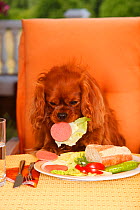 Ruby Cavalier King Charles Spaniel stealing sausage from plate