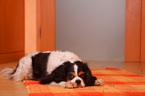 Tricolour Cavalier King Charles Spaniel lying on carpet in corridor