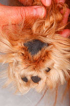 Ruby Cavalier King Charles Spaniel close-up of paw