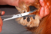 Person cutting hair between balls of foot of a ruby Cavalier King Charles Spaniel