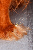 Ruby Cavalier King Charles Spaniel with grass awn sticking out from between toes