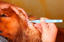 Removing grass awn from inside of ruby Cavalier King Charles Spanieldog's ear with tweezers, model released