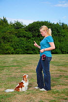 Blenheim Cavalier King Charles Spaniel sitting in response to hand signal given by woman during training, model released
