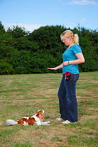 Blenheim Cavalier King Charles Spaniel lying down in response to hand signal given by woman, model released