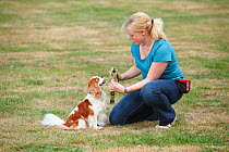 Woman putting harness on Cavalier King Charles Spaniel, blenheim, Sequence 1/4, model released