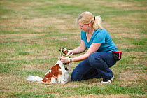 Woman putting harness on Cavalier King Charles Spaniel, blenheim, Sequence 2/4, model released