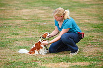 Woman putting harness on Cavalier King Charles Spaniel, blenheim, Sequence 3/4, model released