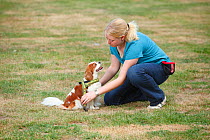 Woman putting harness on Cavalier King Charles Spaniel, blenheim, Sequence 4/4, model released
