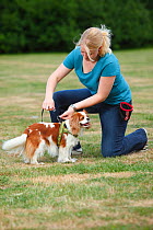 Woman attaching lead to harness od Cavalier King Charles Spaniel, blenheim, model released