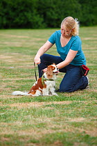 Woman attaching lead to harness of Cavalier King Charles Spaniel, blenheim, model released