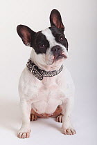French Bulldog, bitch, sitting wearing collar