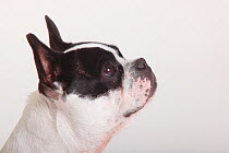French Bulldog, bitch, head portrait