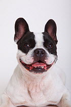 French Bulldog, bitch, with mouth slightly open