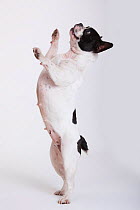 French Bulldog, bitch, standing on hind legs