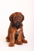 Briard / Berger de Brie, puppy, sitting, 9 weeks