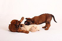 Two Briard / Berger de Brie puppies playing by cuddly toy, 9 weeks