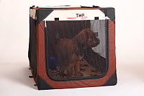 Briard / Berger de Brie, puppy standing in travel cage, 9 weeks
