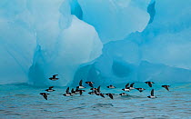 Little Auks (Alle alle) flying low above surface in front of iceberg. Spitsbergen, Svalbard, Norway, July 2010. Highly commended in the Birds category in the GDT competition 2011.