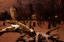 Portrait of Eagle Owl (Bubo bubo) in graveyard at dusk. Black Forest, Germany, January.