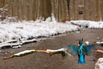 Kingfisher (Alcedo atthis) flying with fish  to branch over snow banked stream. Black Forest, Germany, January.