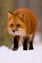 Red Fox (Vulpes vulpes) portrait. Black Forest, Germany, January.