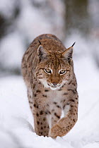 Lynx (Lynx lynx) walking through snow. The Black Forest, Germany, January. Captive