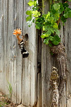 Hoopoe (Upupa epops) bringing a large insect (possibly a Mole Cricket) to its nest hole in a fence. Black Forest, Germany, June.