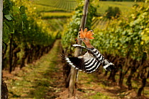 Hoopoe (Upupa epops) carrying large insect (possibly Mole Cricket) in flight in vineyard. Black Forest, Germany, June.